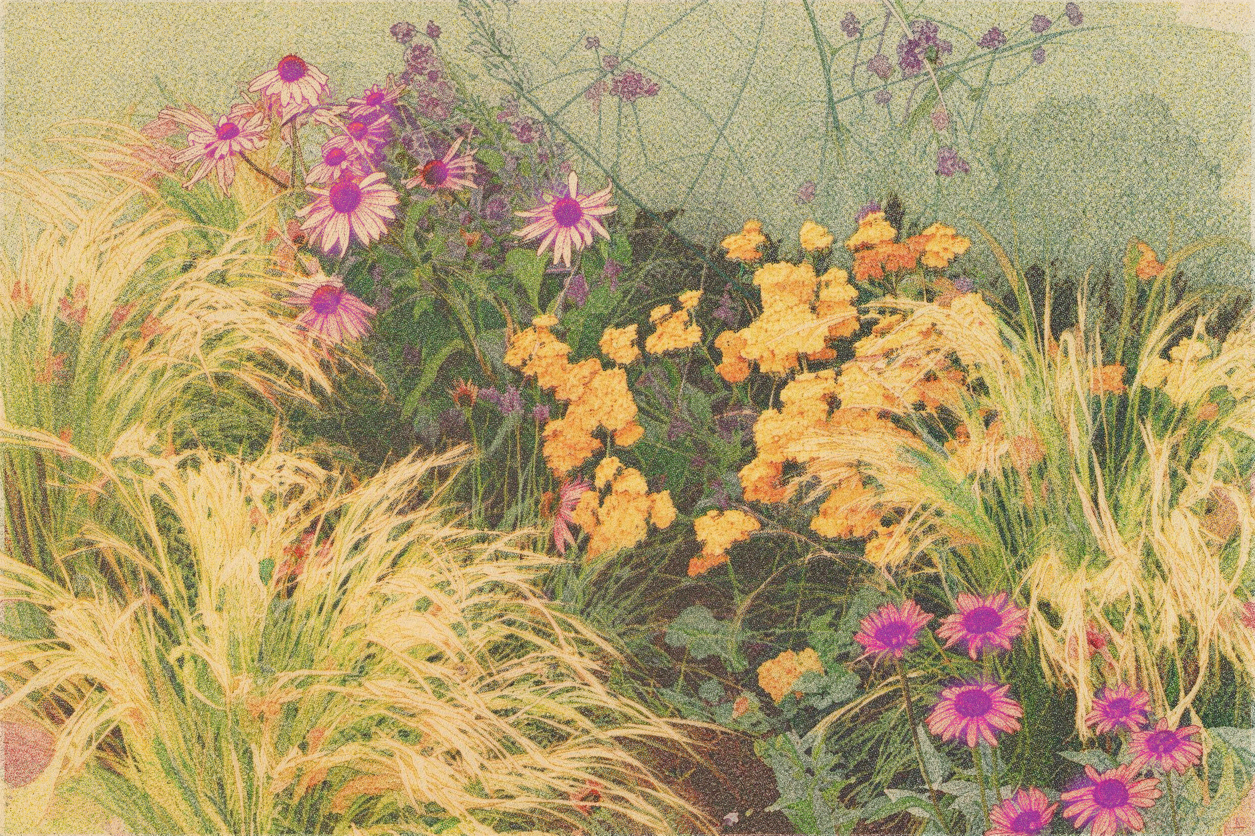 Painterly rendering in soft, grainy color of pink coneflowers, orange flower clusters and pale feather grasses.