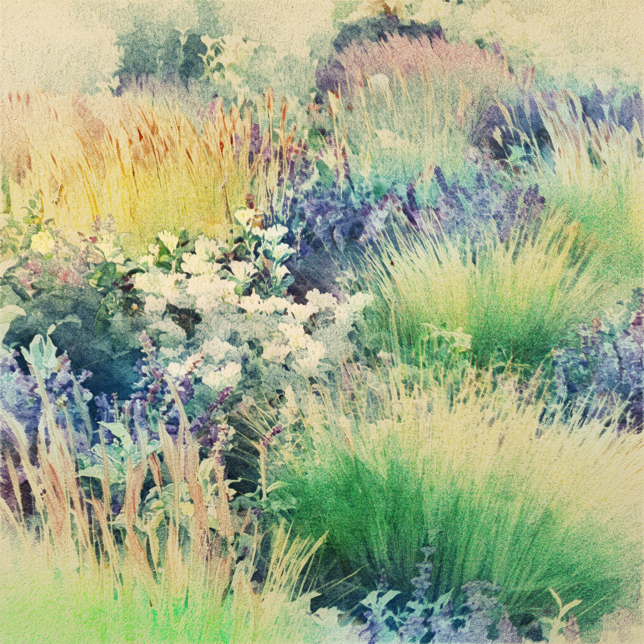 Washed-out rendering of a meadow-style bed with blue-green grasses, lavender flower spikes and white blooms.