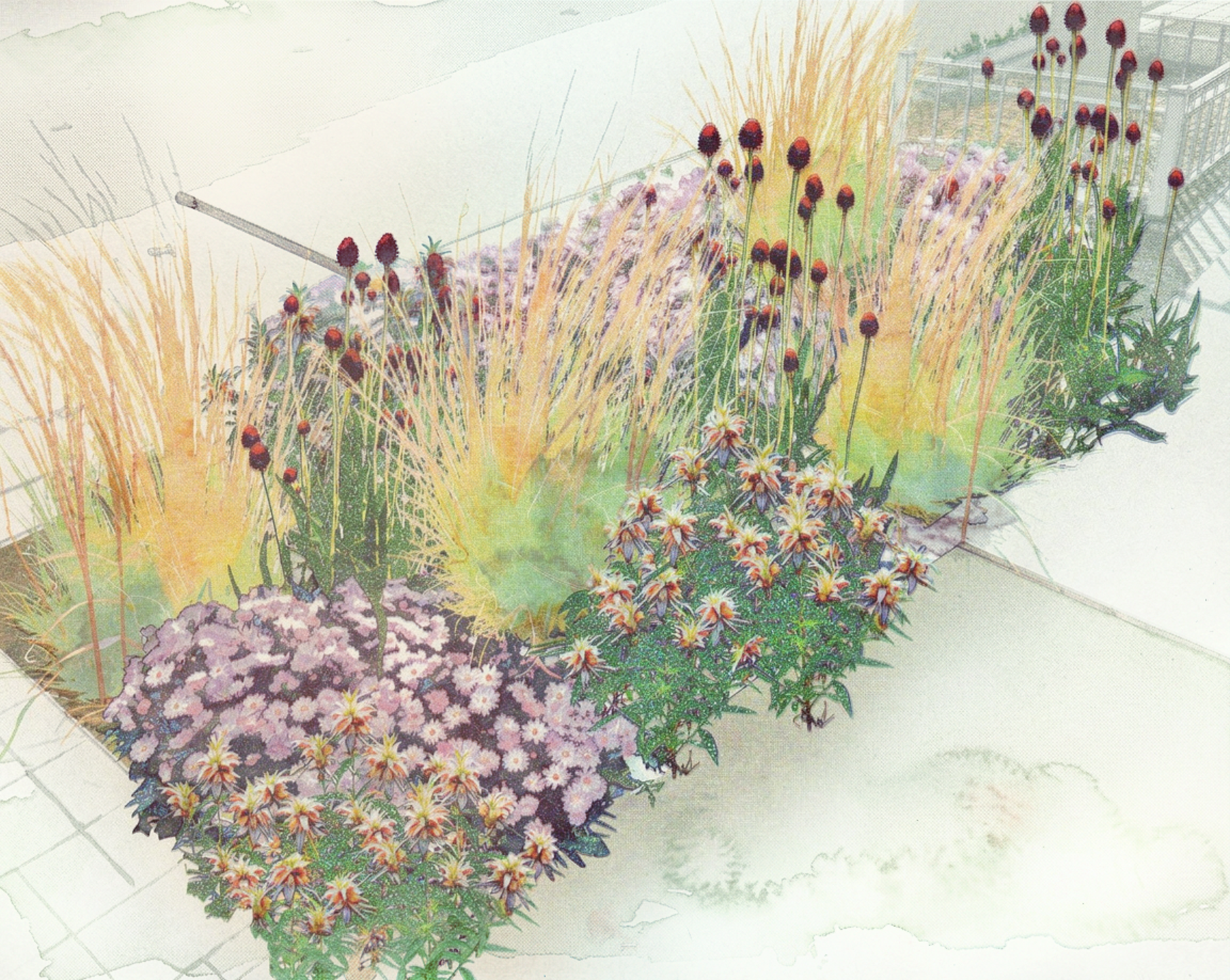 Rendering of a narrow curbside planting strip with tall grasses, dark red button flowers and lavender mounds beside a sidewalk.